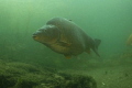 Carp - Leštinka Lake