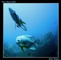 Bat Fish wanted to know what we where doing there in Raja Empat! Nikon 7900.