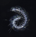 Taken on a black water dive off West Palm, Florida