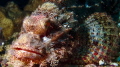 pinky rock fish