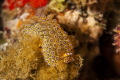 Janolus sp7