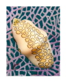 Flamingo Tongue on common sea fan, Key Largo Florida
