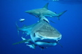 Tiger Shark while snorkeling with a Black Tip in the back ground, Tiger was a player would not leave me alone what an experience, shot with a Nikon D7000