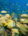 Blue Striped Grunts conversing with a Pork Fish - Key Largo Florida