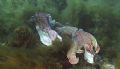 Male cuttlefish in ritualistic mating display - Whyalla, South Australia