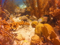 This was taken close to the Tug Boat dive spot Curarcoa.

