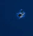 This is a sea butterfly!(Thecosomata) A pelagic sea snail, smaller than your pinky nail! i have tried and failed many many time trying to get this shot!