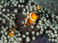 Family of clownfish in the Banda Sea.