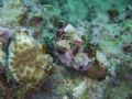 Where's the stone fish? Can u find him?