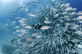 Encircled/ a diver navigates through a school of big eye jacks