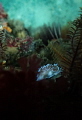 Nudi in the foliage