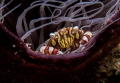 Crab Portrait - Red and White Harlequin Crab feeding on the edge of a Tube Anemone. Shot was taken on a trip to Sekotong in South Lombok