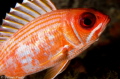 Longspine Squirrelfish - Key Largo, Florida