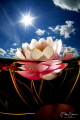 Waterlily, Turnhout, Belgium.