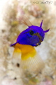 Fairy Basslet at Sunset House in Grand Cayman