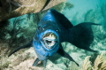 Midnight Parrotfish