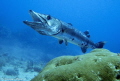 Great Barracuda being cleaned by Cleaning Gobi - Key Largo, Florida