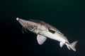 sturgeon