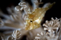 G O L D • D U S T

Juvenile Filefish