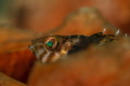 This shot was taken with a Canon D400 with a 100mm Macro in a Hogyfot housing with one Inon strobe
