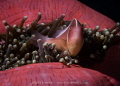 Home is where the heart is
Skunk anemone fish closely guards his home at dusk.