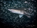 This is a lovely female sand tiger shark inside the biggest bait ball I've ever seen!!  The ball was so thick that it was like night inside!!  I came face to face with one of these beauties, so was lucky enough to capture this image.