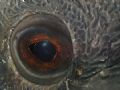 Wolffish.