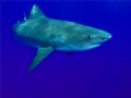 Tiger shark in the blue. This one crept up behind me, and was on my shoulder as I turned around.