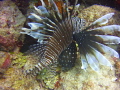 The Lion Fish abound