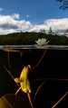 The pond at dusk....Water flower above and one about to open below.