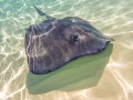 Grand Cayman
