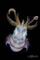N I G H T S T A L K E R
Squid 
(Sepioteuthis lessoniana)