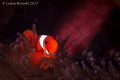 Clown fish and purple anemone