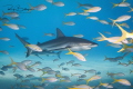 Reef sharks at Tiger Beach, Bahamas