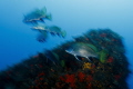 The group of fish in motion