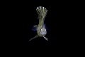 Larval Spadefish/Lembeh, Indonesia/Canon 5D Mark IV, Canon 100 macro F/2.8L , Sea&Sea housing, A.T.G+10,Inon Z240*2, Solo1200*1.