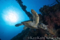 Early morning dive on the Carnatic with a turtle about to munch on soft coral for breakfast