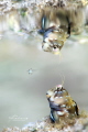 Title:bubble
shot@yakushima Japan
