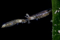 Pygmy Squid//Lembeh strait,Indonesia, Canon 5D MarkIV, 100mm Lens,NauticamSmc,Sea&Sea housing,Inon Z240*2, F18,1/160,ISO160