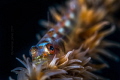 Bryaninops yongei