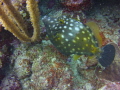 This was taken at Directors Bay. Excellent Visability and huge reefs.