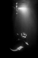 Mantas playing under the boat. Shot using the light from the dive deck. Shot using a Canon 400d, Ikelite Housing