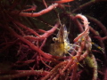 After some heavy weather the visibility was very poor.
This poor shrimp still had to do a lot of cleaning.