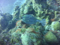 I caught him on the fly at Purto Mari.
