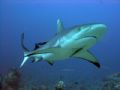 gray reef shark