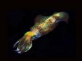 Cuttlefish taken on a night dive at Puerto Gallera. Fuji S2 Pro, 60mm Macro lens and a Sea & Sea 120 Strobe.