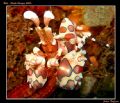 A nice Harlequin Shrimp, near Tulamben, we where looking for a blue one from last year but we found this pink one instead!