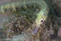 Pipefish