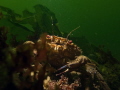 Velvet swimming crab with sinister red eyes. 
Canon G16
1/250, f/5,0 ISO 80 Single snoot