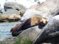 One of the Sea Lions, from the colony in Bahia de Los Frailes. Sea of Cortez, Baja California Sur, Mexico.